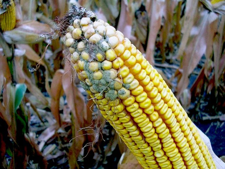 Tips to Producing Food-Grade Corn, part 2 – Disease Identification ...