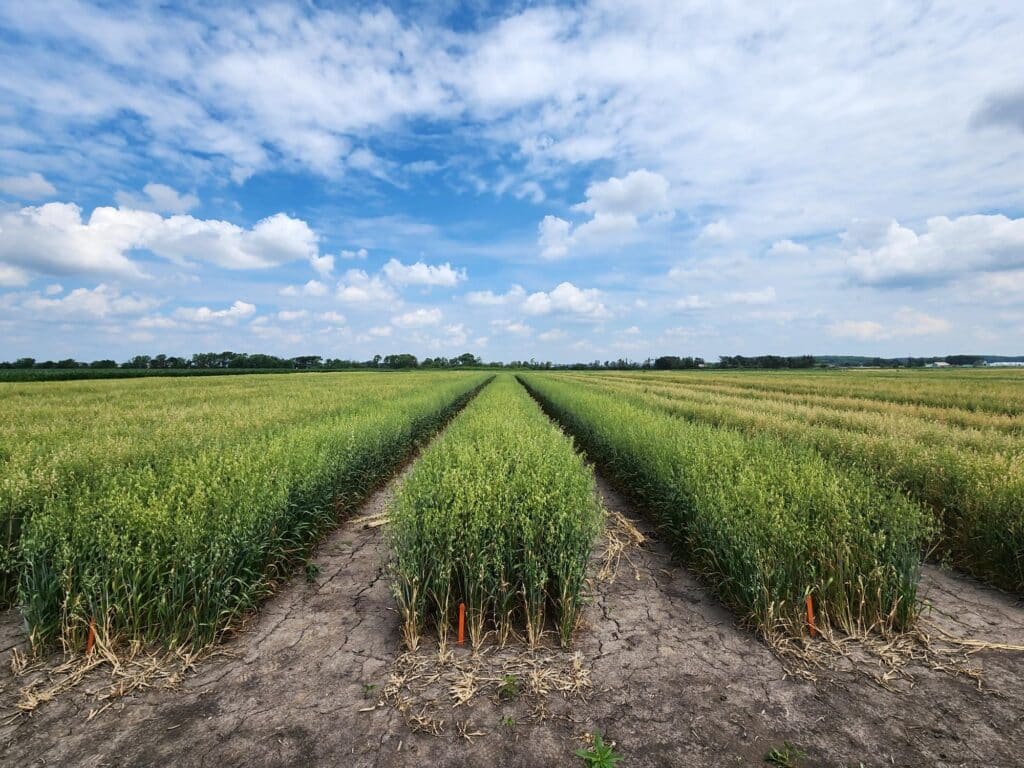 How to Select Resilient Oat Varieties